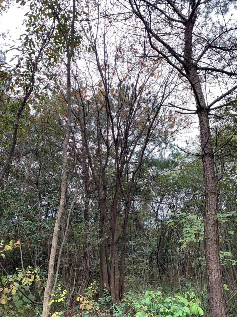 丛生黄连木。各种规格丛生黄连木，欢迎实地考察，