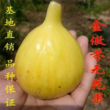 金傲芬无花果树苗,颜色靓丽,包品种当年结果