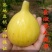 金傲芬无花果树苗,颜色靓丽,包品种当年结果