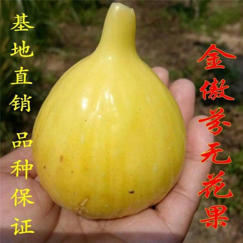 金傲芬无花果树苗，颜色靓丽，包品种当年结果