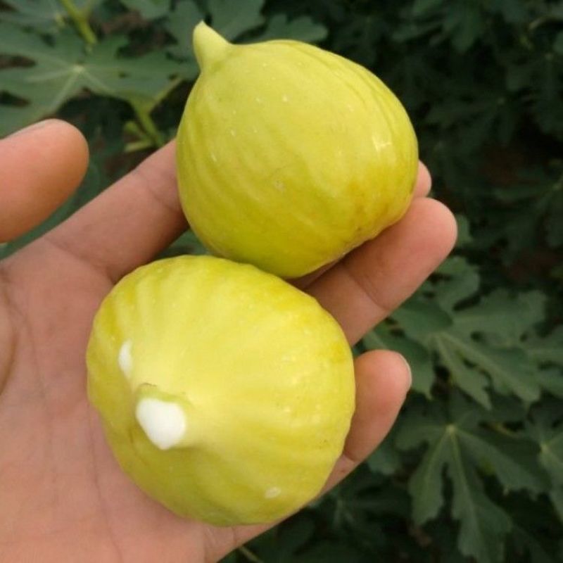 金傲芬无花果树苗，颜色靓丽，包品种当年结果