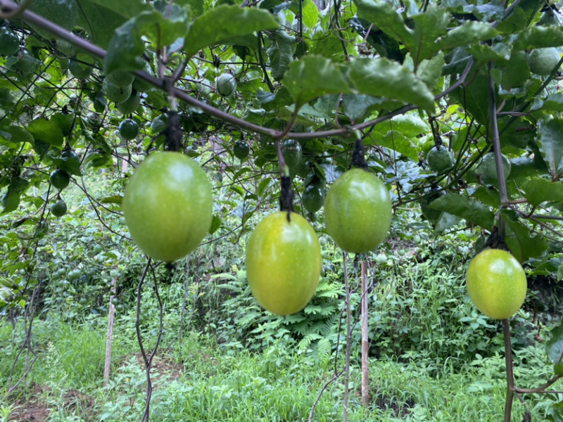 黄金百香果，哀牢山风味香甜怡人，口感独特，酸甜可口。