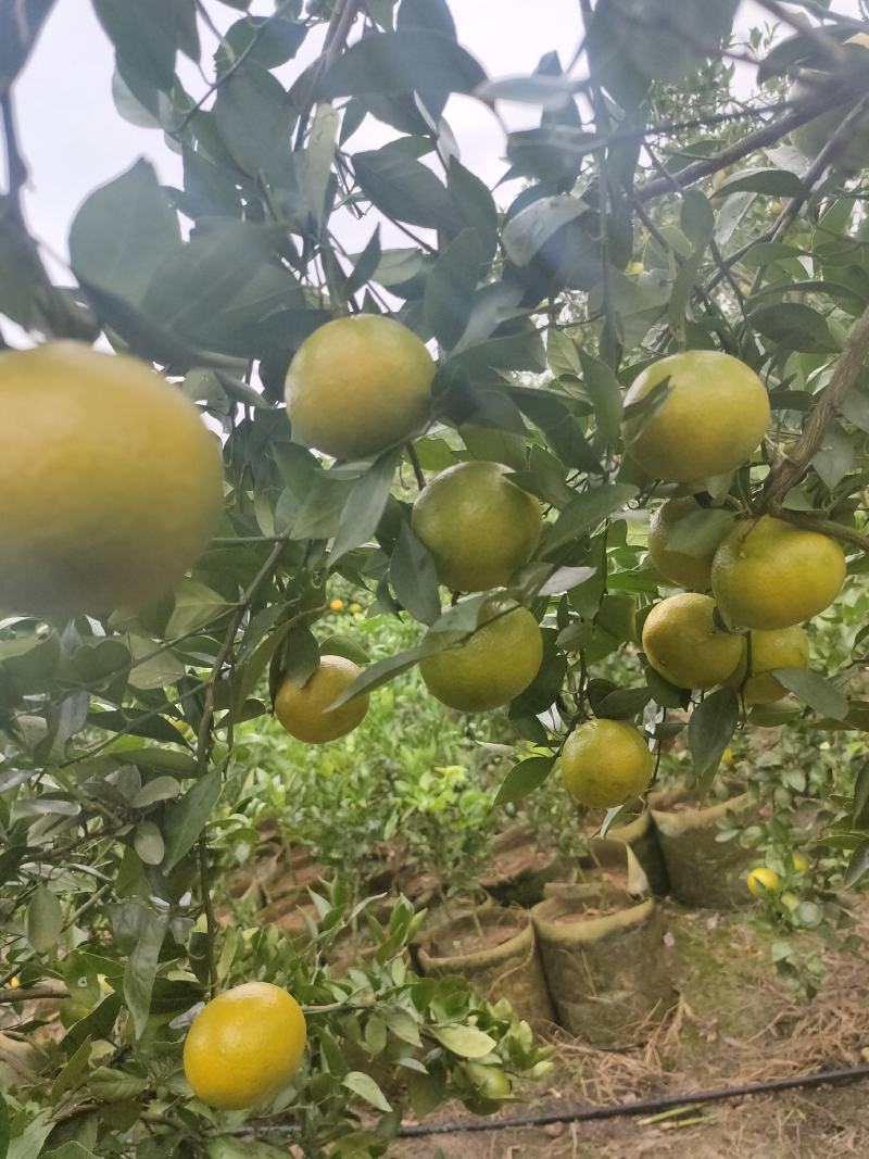 武鸣皇帝柑大量上市，欢迎电商和市场老板前来订购合作共赢。