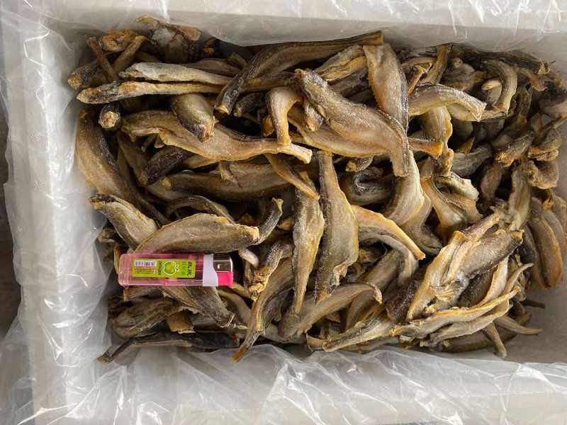 雷鱼干雷鱼干雷鱼干