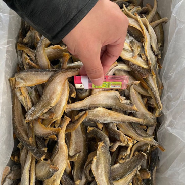 雷鱼干雷鱼干雷鱼干