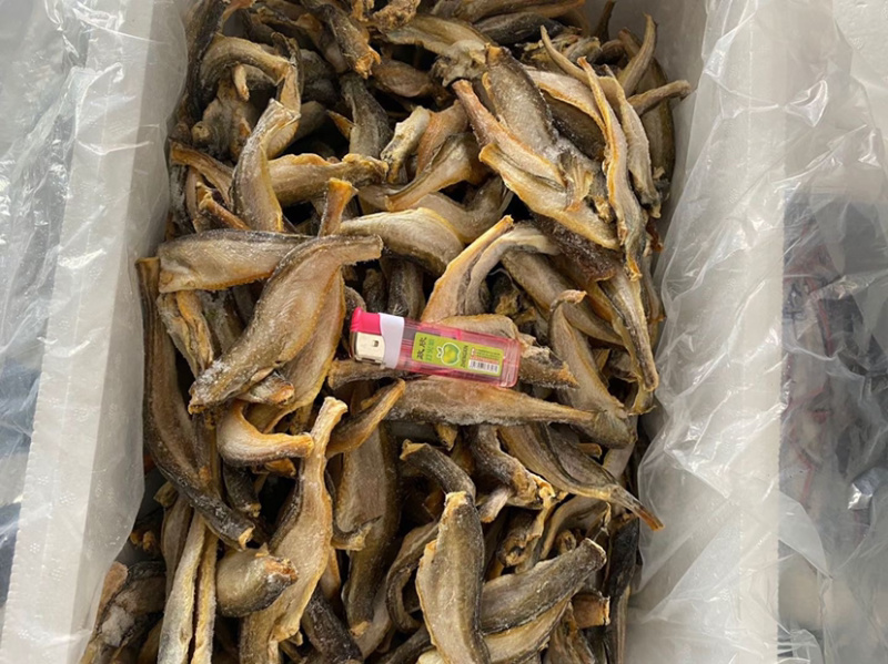雷鱼干雷鱼干雷鱼干