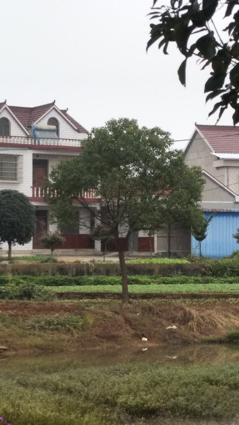 12到30香樟树欢迎实地考察