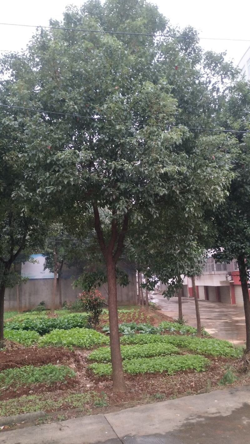 12到30香樟树欢迎实地考察