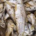 熟鱼(马口鱼)山东当地一手货源，纯淡，一件10斤