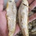 熟鱼(马口鱼)山东当地一手货源，纯淡，一件10斤