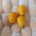 云南蒙自鲜鲜枇杷上市了