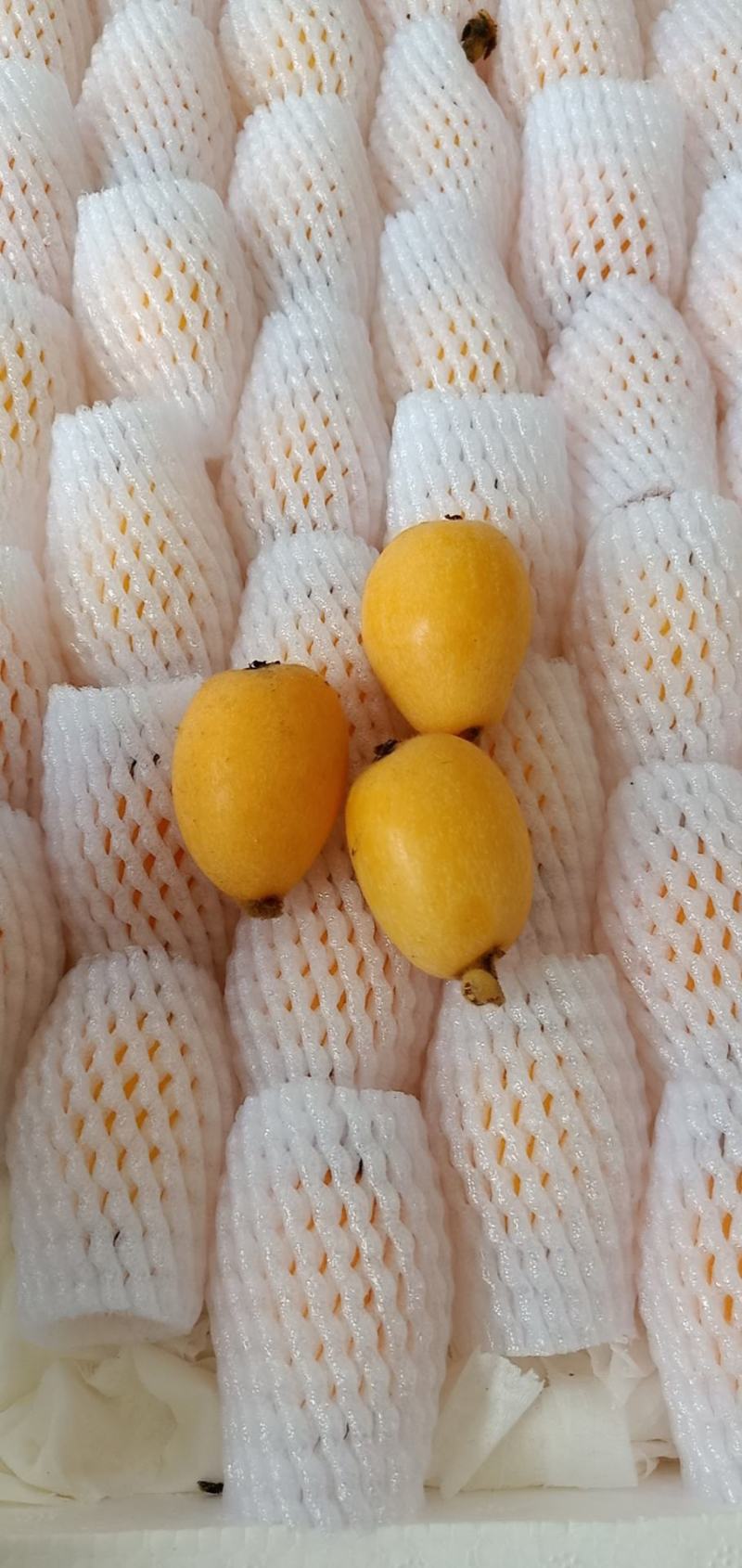 云南蒙自鲜鲜枇杷上市了