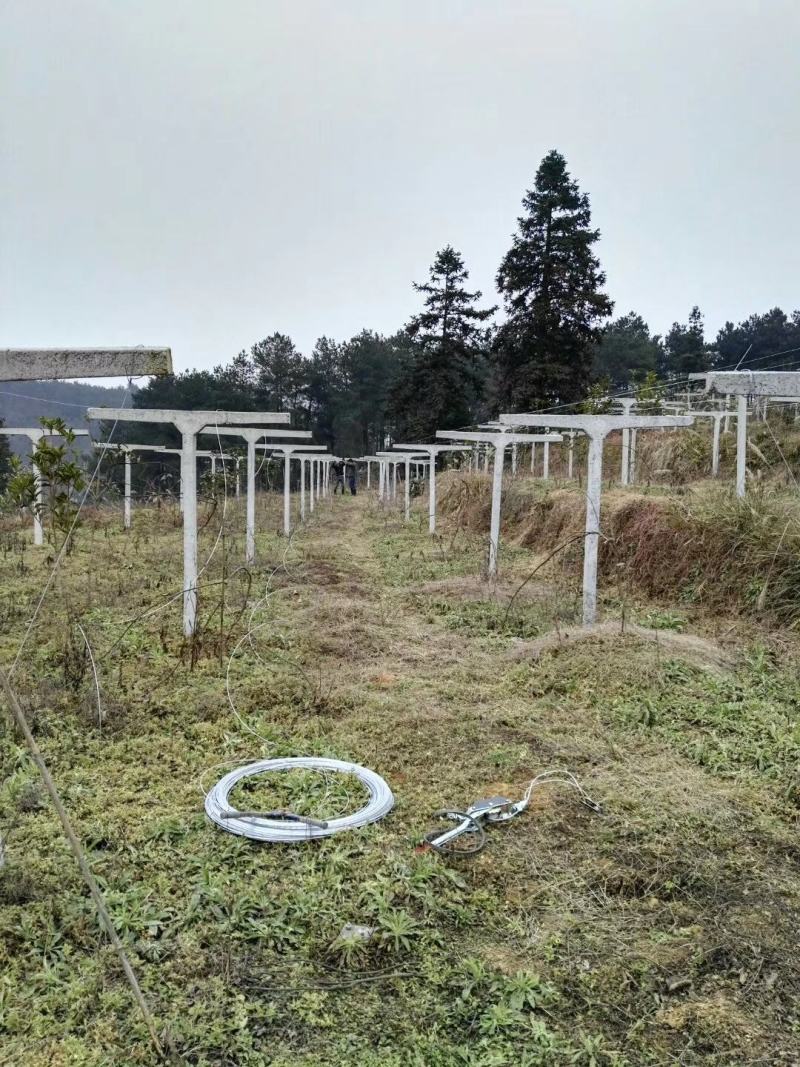 高热镀锌钢丝、大棚钢丝:葡萄百香果猕猴桃火龙果架钢丝