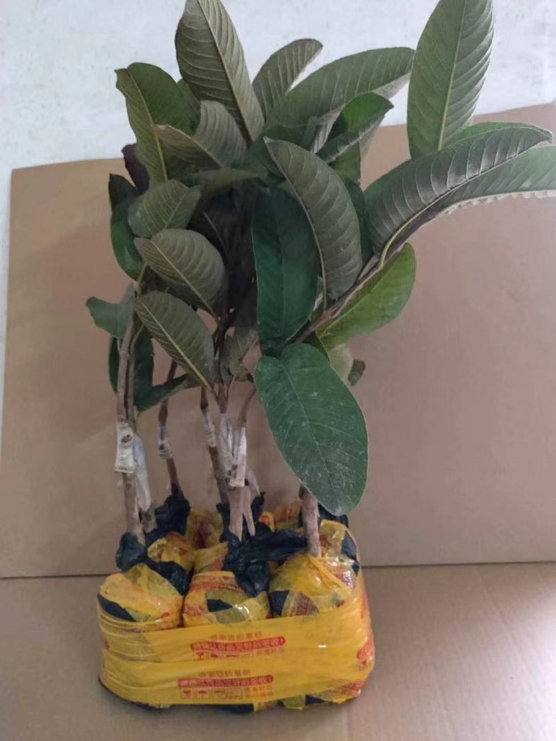 西瓜芭乐红心番石榴苗嫁接苗