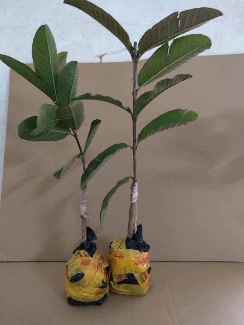 西瓜芭乐红心番石榴苗嫁接苗