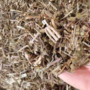 荊芥新货无硫无杂质产地直销量大优惠