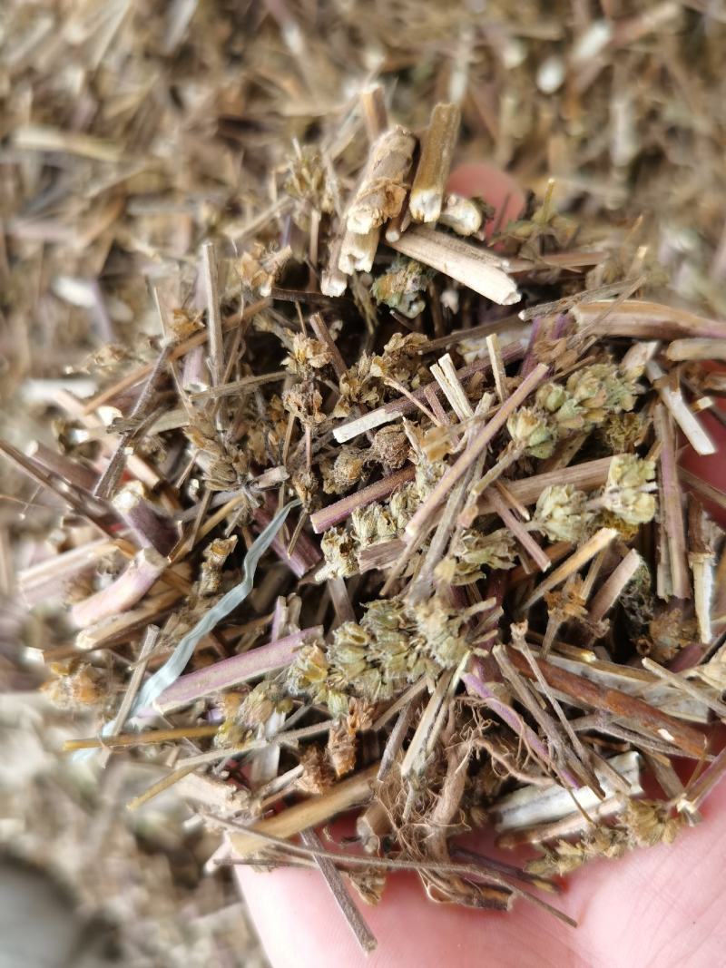 荊芥新货无硫无杂质产地直销量大优惠