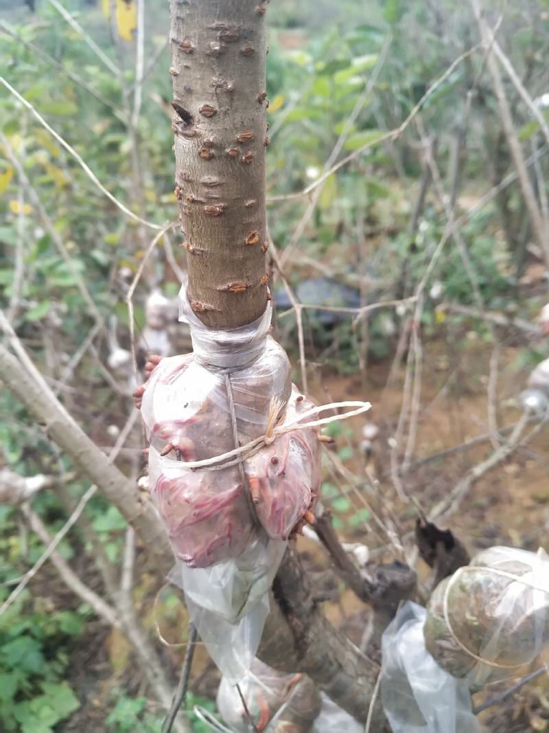 果苗，苗木，樱桃苗，玛瑙红品种，诚信经营，可以签合同，水