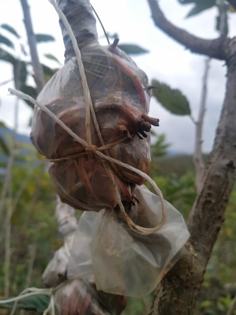 果苗，苗木，樱桃苗，玛瑙红品种，诚信经营，可以签合同，水
