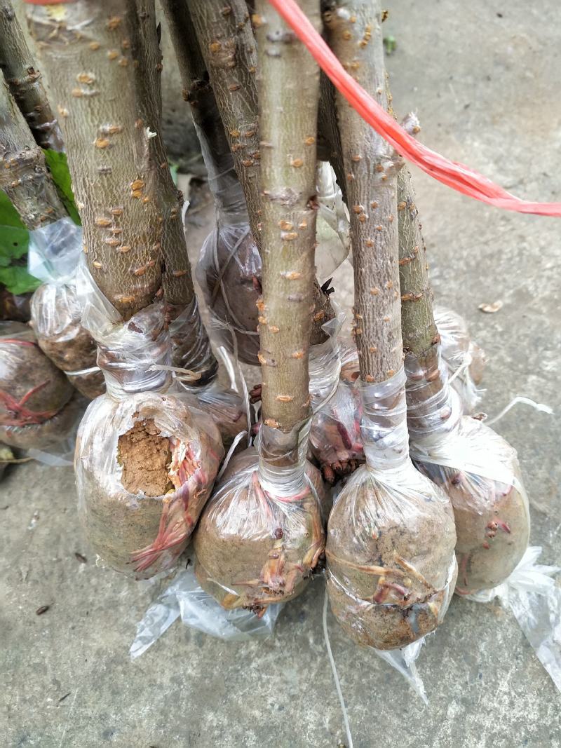 果苗，苗木，樱桃苗，玛瑙红品种，诚信经营，可以签合同，水