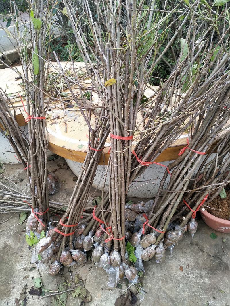 果苗，苗木，樱桃苗，玛瑙红品种，诚信经营，可以签合同，水