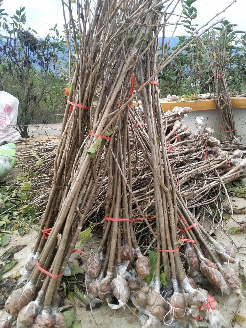 果苗，苗木，樱桃苗，玛瑙红品种，诚信经营，可以签合同，水