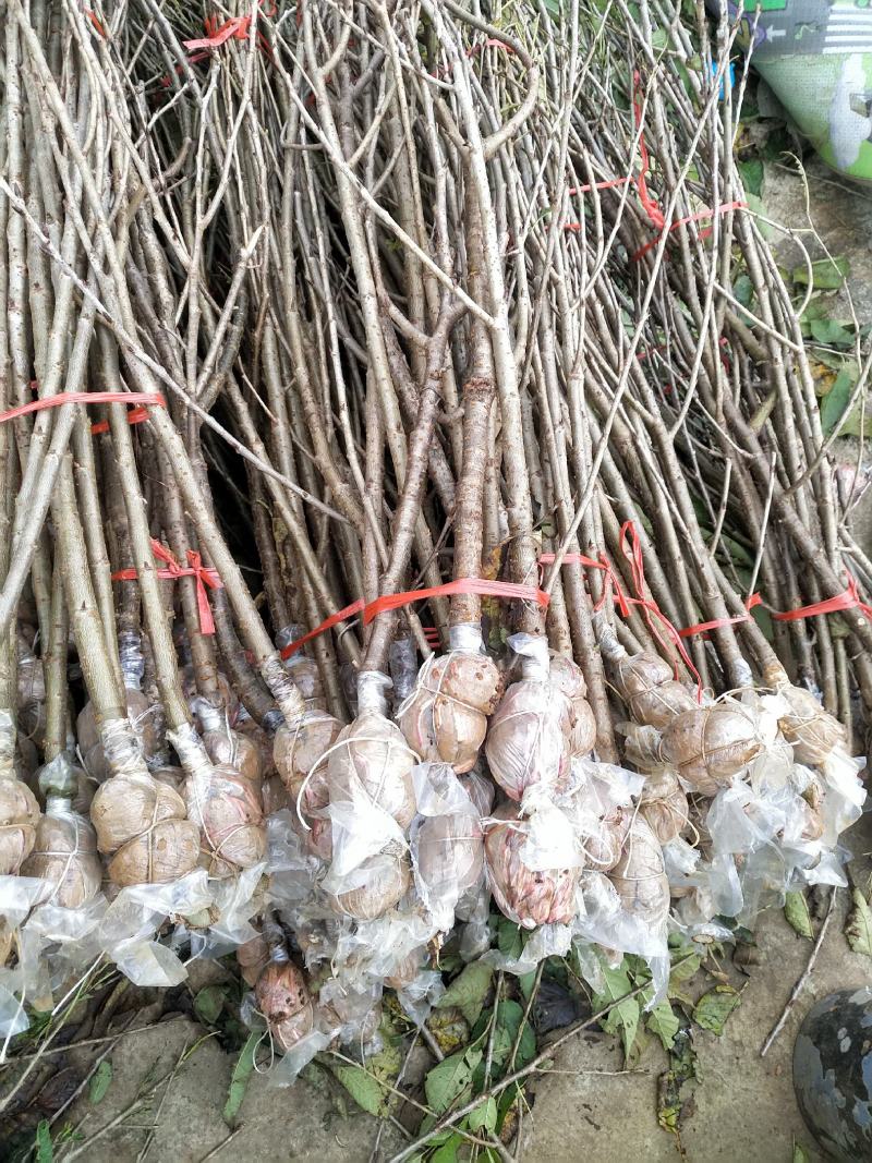 果苗，苗木，樱桃苗，玛瑙红品种，诚信经营，可以签合同，水
