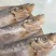 渤海湾，白鳞鱼，又叫(大眼鱼)咸鱼，