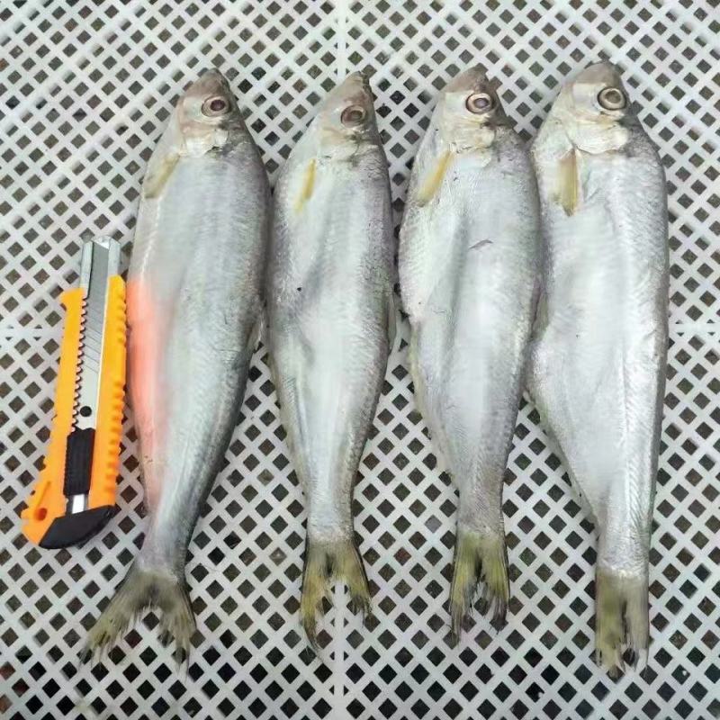 渤海湾，白鳞鱼，又叫(大眼鱼)咸鱼，