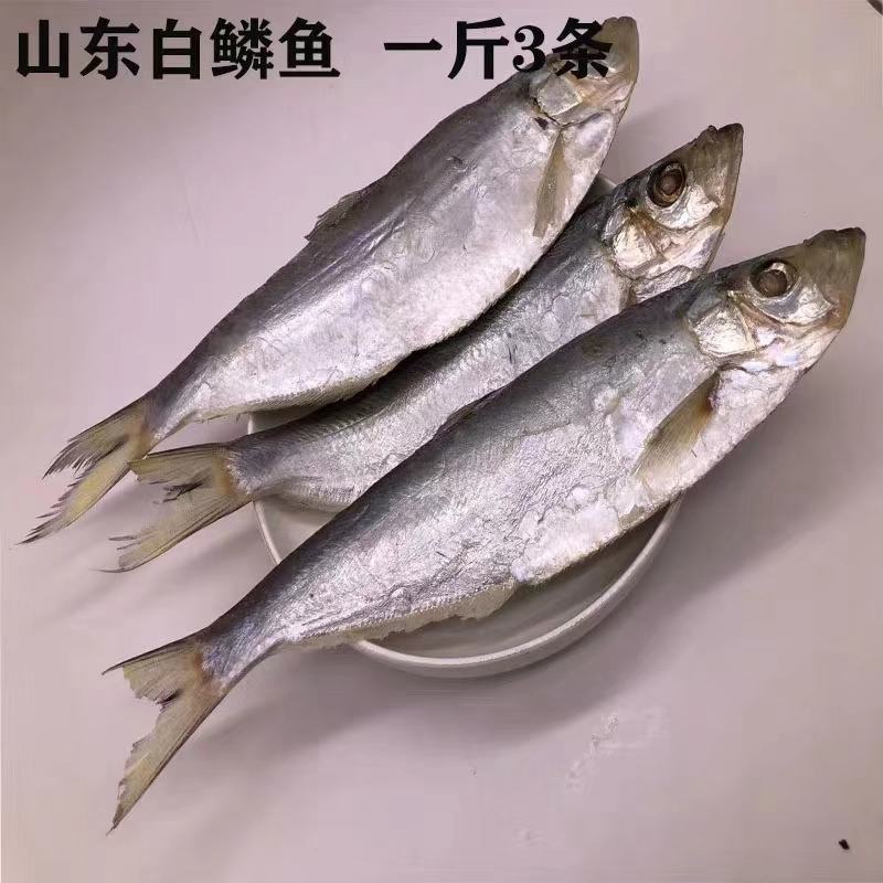 渤海湾，白鳞鱼，又叫(大眼鱼)咸鱼，