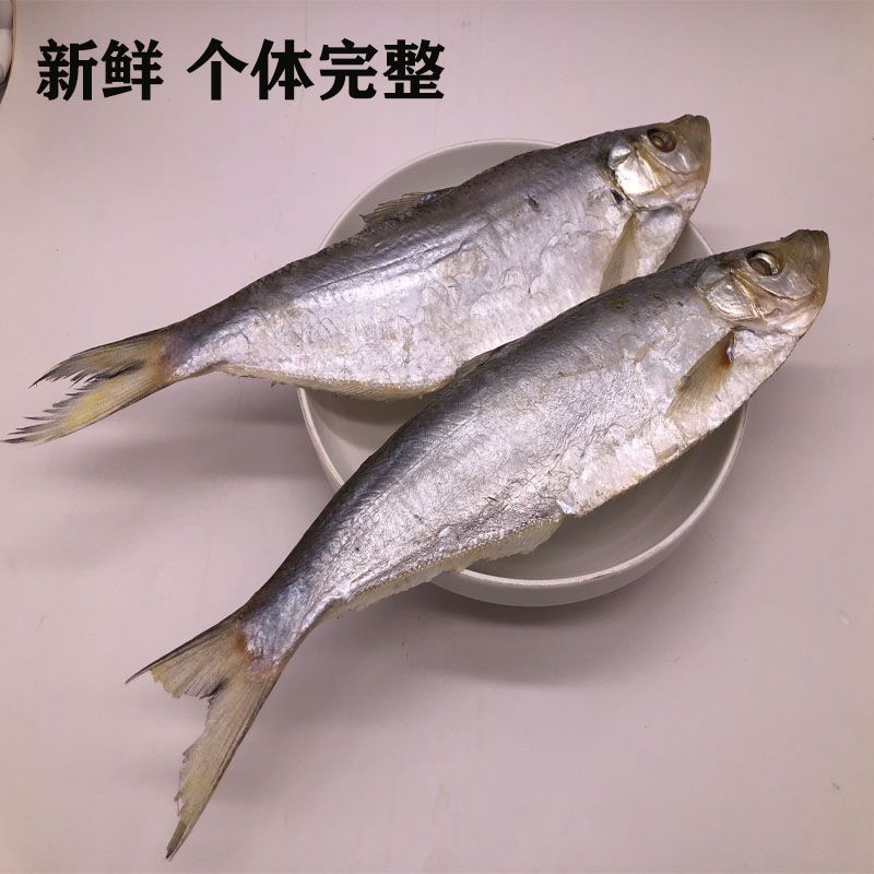 渤海湾，白鳞鱼，又叫(大眼鱼)咸鱼，