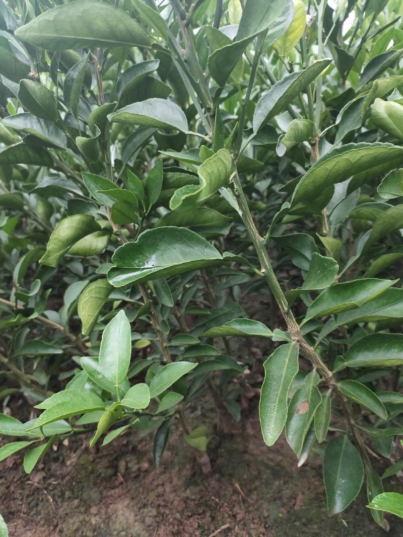 不知火苗(丑柑)营养杯苗地苗基地现挖品质保证