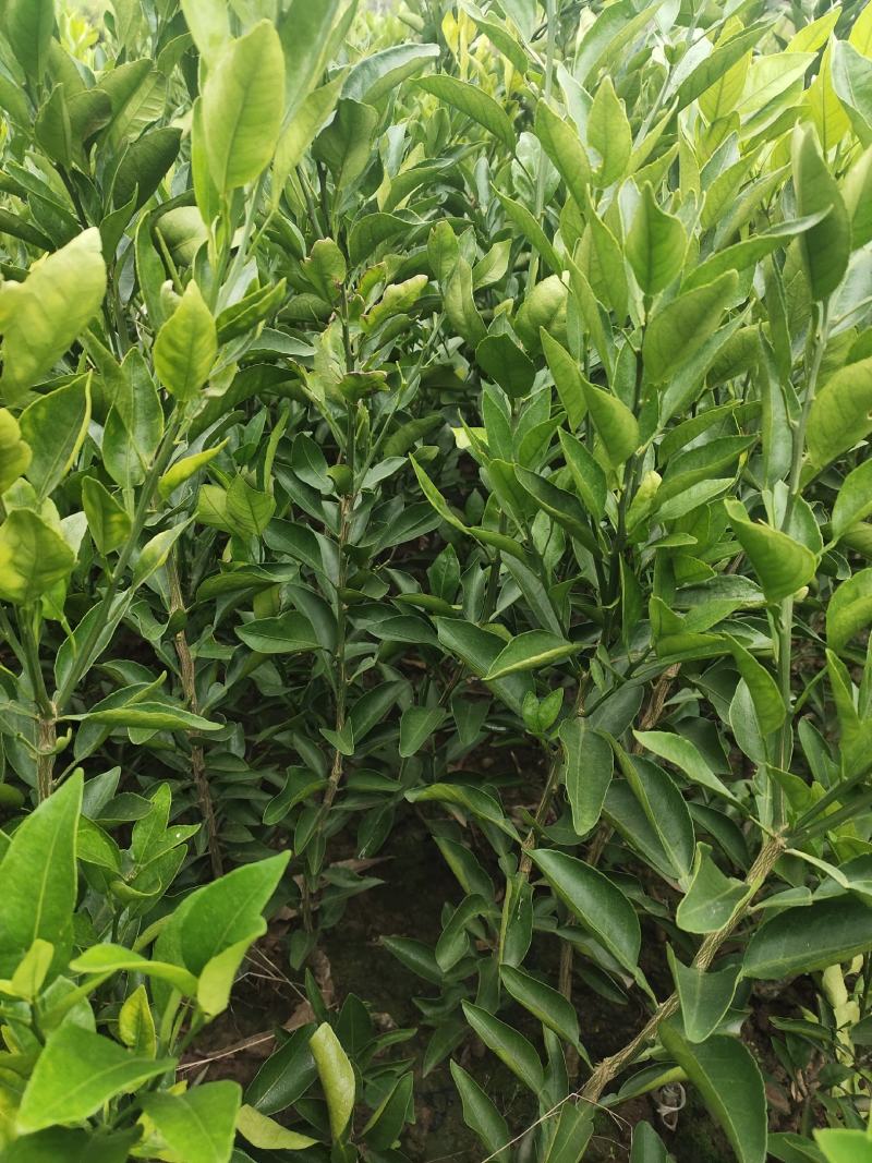 春见苗，大雅（耙耙柑）基地直销品质保证