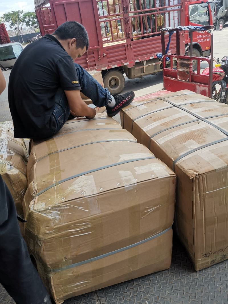 月季苗大花月季基地常年供应品种多技术指导易种植