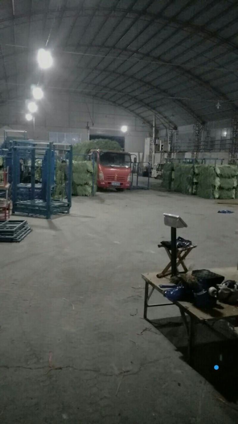 山东红帽蒜薹冷库供应原包装货源足品质佳全国批发商超品质
