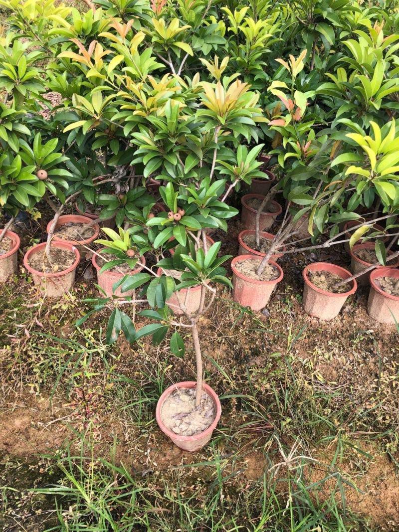 人参果苗营养杯苗带土包邮