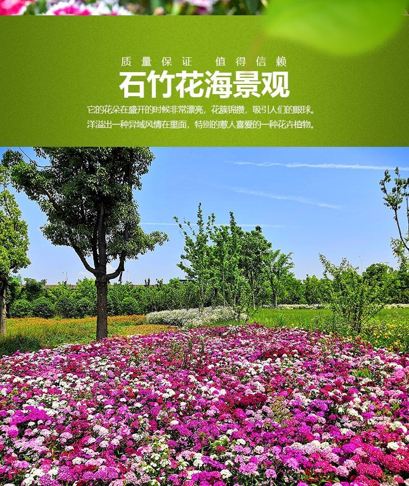 五彩石竹种子常夏石竹种子美国石竹多年生耐寒宿根花卉种子春