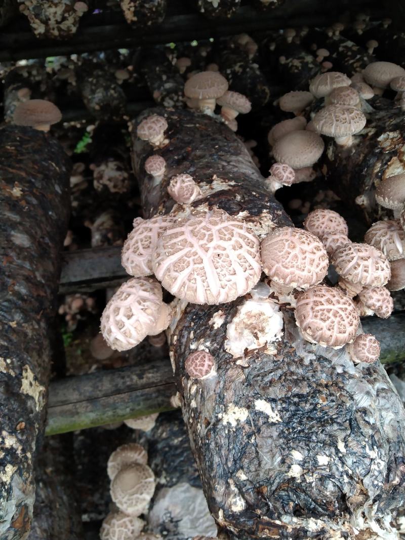 河南内乡深山农户自种春栽鲜菇，爱心助农，鲜货到家