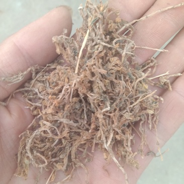 陕西商洛野生垂盆草，药用全草，无硫