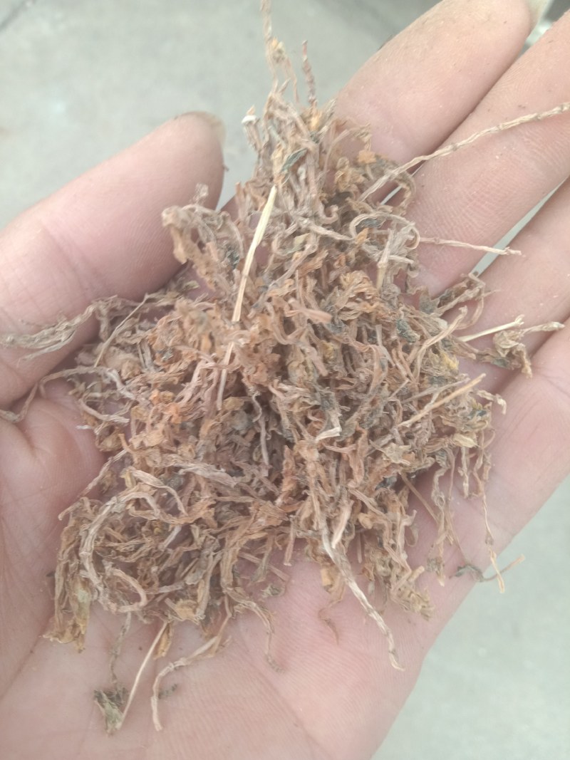 陕西商洛野生垂盆草，药用全草，无硫