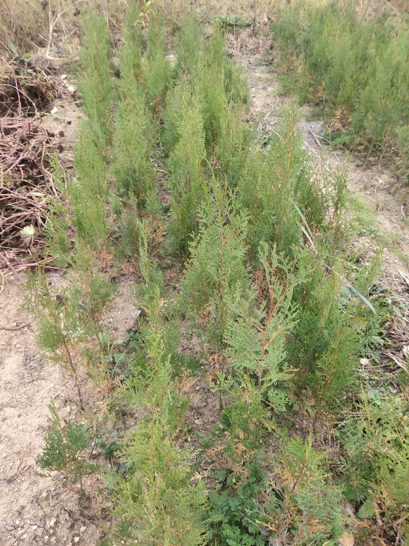 优质侧柏苗，原产地直供，量大从优。有需要的朋友联系我。