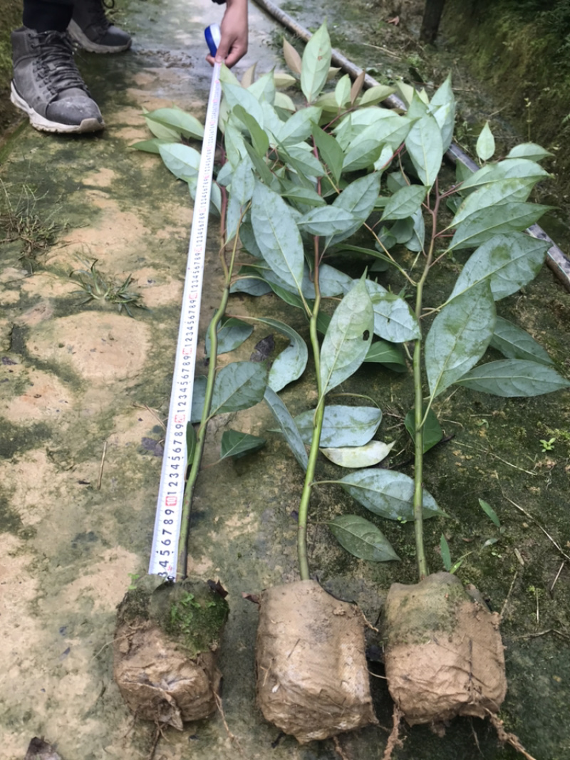 油樟（一年苗无纺布袋装13×13杯）