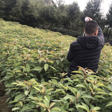 油樟（一年苗无纺布袋装13×13杯）