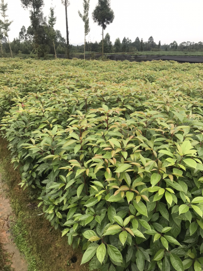 油樟（一年苗无纺布袋装13×13杯）