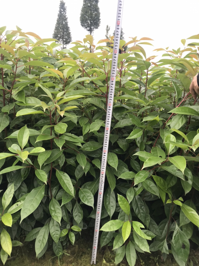 油樟（一年苗无纺布袋装13×13杯）