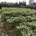 油樟（一年苗无纺布袋装13×13杯）