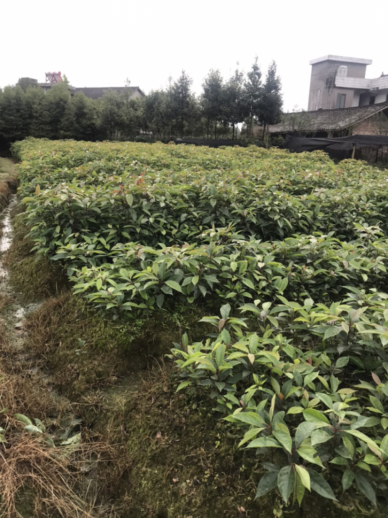 油樟（一年苗无纺布袋装13×13杯）