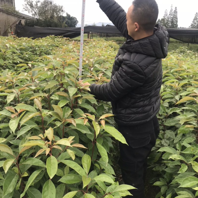油樟（一年苗无纺布袋装13×13杯）