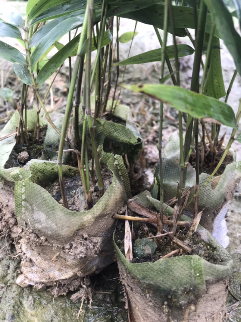 楠竹杯苗（无纺布袋装）一年苗