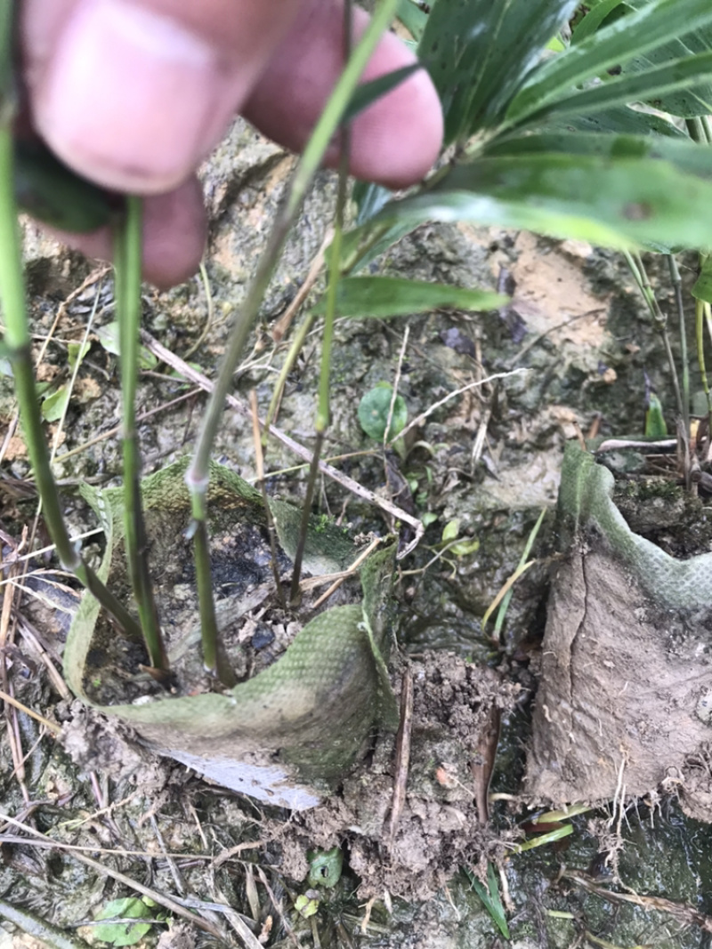 楠竹杯苗（无纺布袋装）一年苗